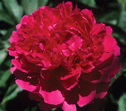 Felix Supreme Peony, 3-5 eye - Click Image to Close